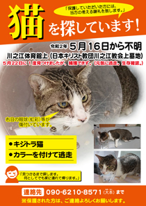 チラシ作成例（猫を探しています！②チラシ）